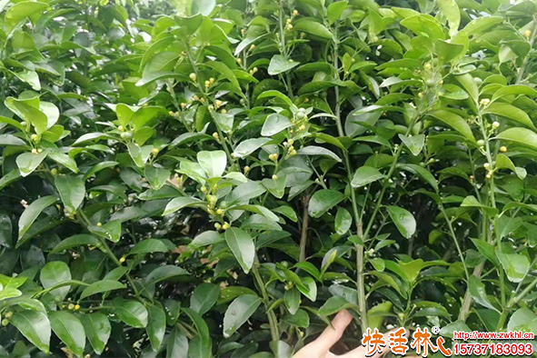 快活林柑橘花期保护