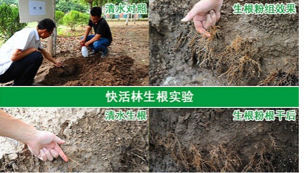 移栽大树用什么生根粉养护？树木移栽生根粉哪种好？