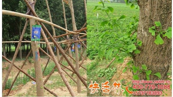 快活林大树营养液价格多少？北京白经理三百多棵银杏树新叶厚绿