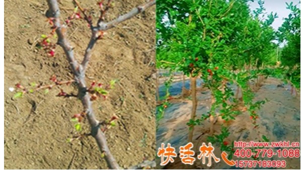 快活林植物防冻液确实好用，江苏徐州刘经理石榴树今年没再冻坏