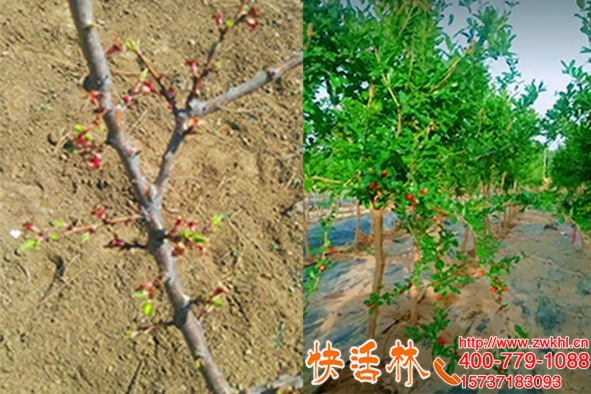 快活林植物防冻液确实好用，江苏徐州刘经理石榴树今年没再冻坏