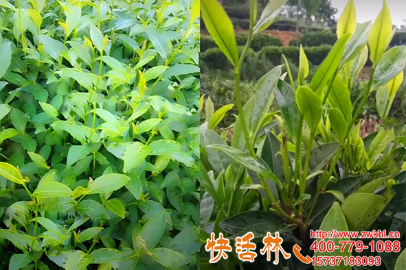 茶叶怎复壮快？快活林植物生根剂茶叶壮苗明显叶片厚绿根系发达
