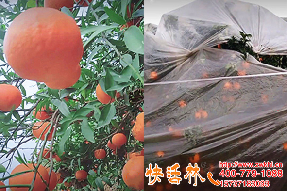 果树防冻液哪个好？湖北宜昌王经理橙子冬季零下也不影响口感