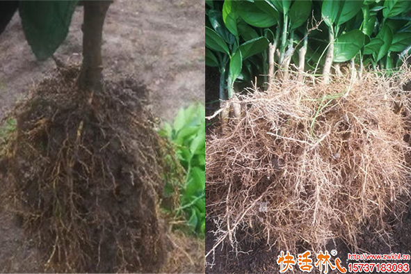 快活林生根粉使用根长得比头发密