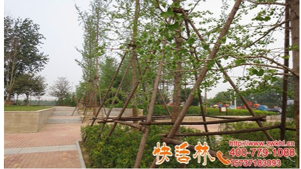 还在担心银杏树难栽？江苏苏州高经理全靠银杏树营养液养护