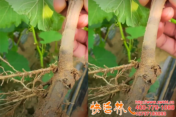 快活林快速生根粉太厉害了，陕西汉中张经理扦插葡萄生根又快又壮