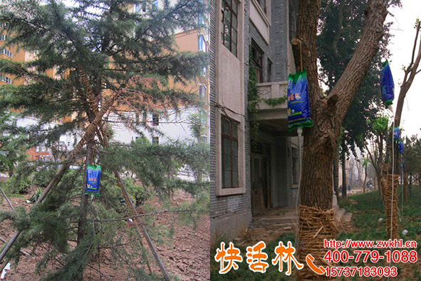 挂了快活林大树输液袋恢复快成活高，王经理每棵树都要挂上