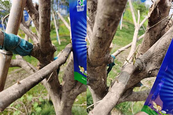 桂花树使用快活林吊针液