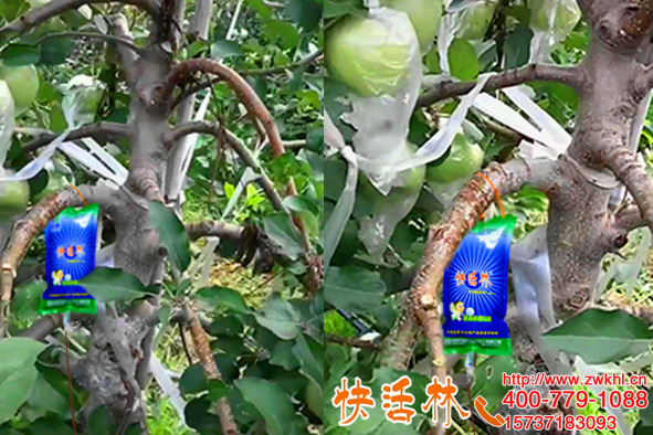 新疆乌鲁木齐郭经理挂快活林果树营养液，苹果树在当地出了名