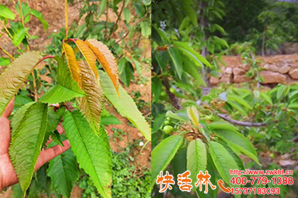 植物防冻剂哪那家的好，河北秦皇岛刘经理樱桃树快活林来指导