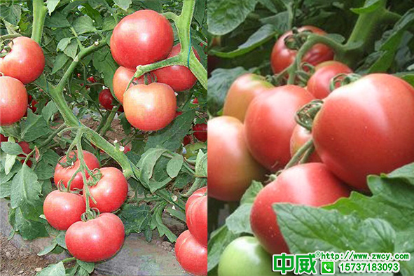 番茄种植膨果期怎么管理，养护到位产量翻倍