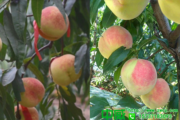 桃树需要什么肥料，桃树用什么肥料结的大