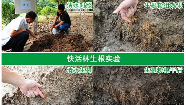 绿化栽树养护为什么要用生根剂，快活林生根粉厂家好在哪里？