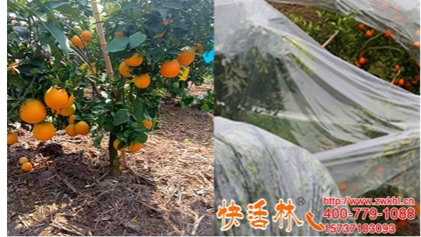 快活林树木防冻剂还能提高柑橘口感，不光有防冻那么简单