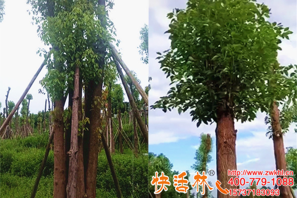 快活林大树生根剂养护真厉害，浙江温州徐经理大香樟树成功成活