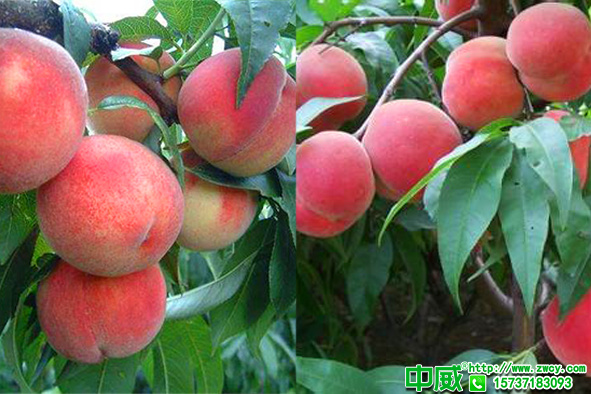 桃树结果少长不大怎么办？桃树专用肥应该怎么补效果好？