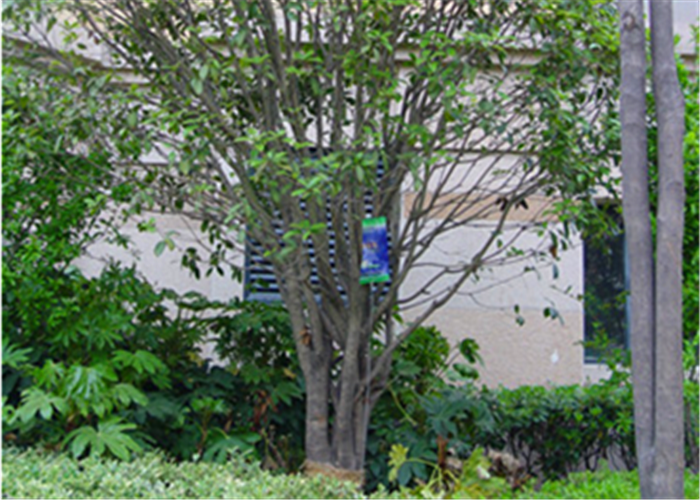 桂花树营养液哪一种好，唐山王经理的桂花树1个月全部恢复了