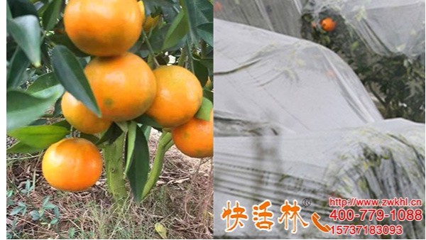 柑橘用快活林树木防冻剂益阳汤经理忘盖塑料膜也没有冻坏