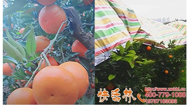 湖南邵阳陈经理万亩脐橙用快活林果树防冻剂，扛过冬季口味还甜
