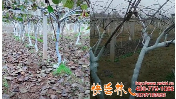 辽宁铁岭牛经理果园去年刷快活林树枝涂白剂今年直接要10桶