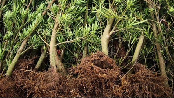 盆景用树苗生根剂多长时间发根