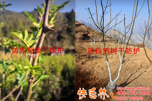 四川攀枝花周经理大花椒树用果树专用防冻剂，配合涂白剂事半功倍