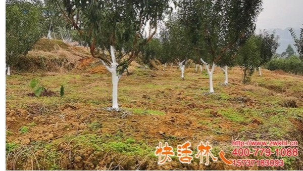 快活林树干涂白剂起作用了，辽宁本溪杨经理樱桃树防冻新技能