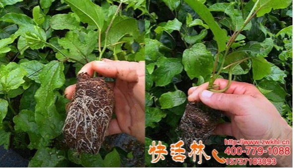 快活林强力生根剂养护百香果苗，新根白亮叶片肥厚喜人