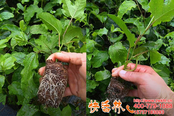 快活林强力生根剂养护百香果苗，新根白亮叶片肥厚喜人