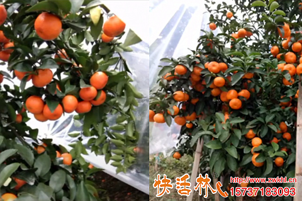 橘子果树防冻的方法是什么，打快活林植物防冻剂效果怎么样