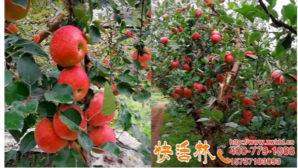 果树移栽点滴营养液哪里有买，苹果树能不能挂大树营养液
