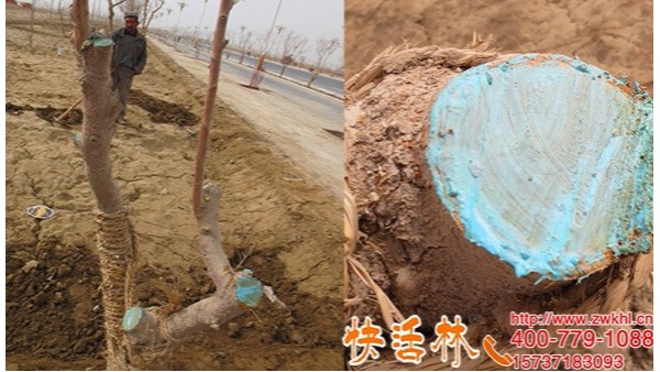 新疆喀什苹果树的伤口俞合剂涂快活林恢复快透气保水不易开裂