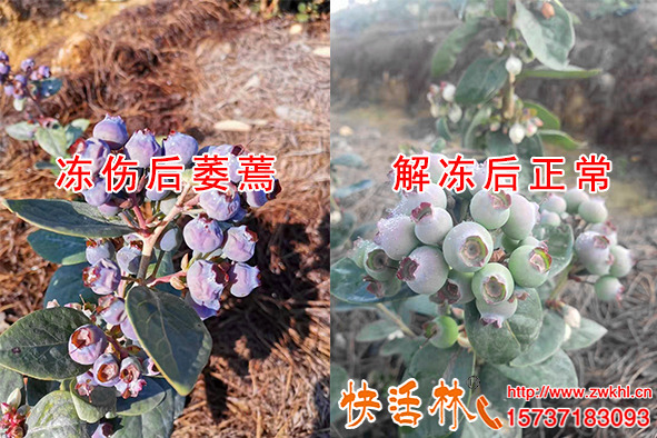快活林植物抗冻剂保护蓝莓抗寒，幼果霜冻对比差异不是一般大