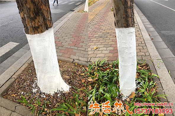 冬天树干为什么要刷石灰，现在都用涂白剂快活林可喷施更方便