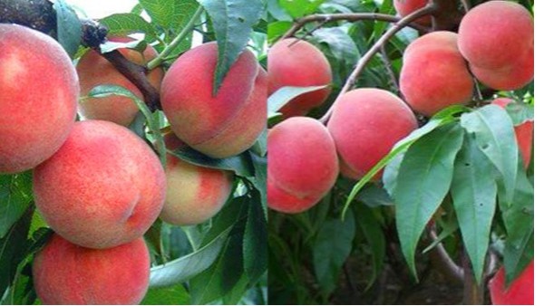 桃树结果少长不大怎么办？桃树专用肥应该怎么补效果好？