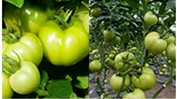 种番茄叶面肥用什么好不老秀叶面肥生产销售厂家解答番茄用肥技巧