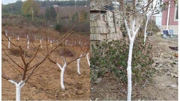 多年的树木养护经验下，涂白剂品牌兰考黄经理就认快活林