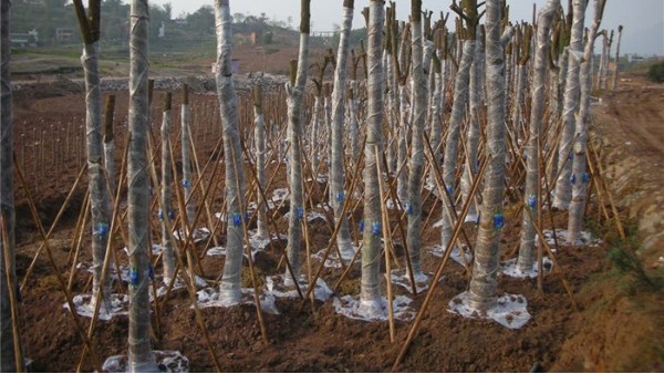 大树营养液使用技巧需知，营养液挂树一袋挂多久