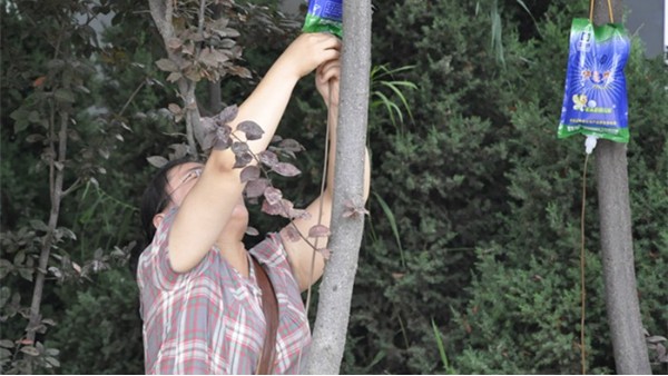 吊树上的营养液有什么作用，为什么要用大树营养液