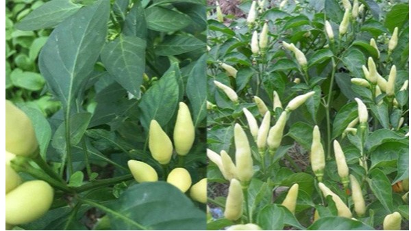 春季辣椒落花不结果是什么原因导致的？辣椒用什么肥料座果率高？