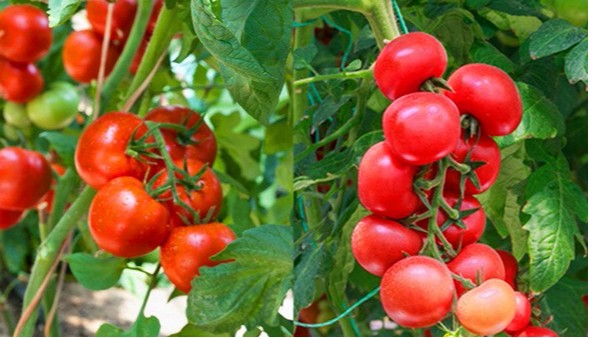番茄种植怎么用肥？种植番茄用什么肥料产量高？