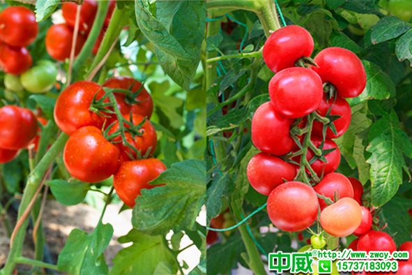 番茄种植怎么用肥？种植番茄用什么肥料产量高？