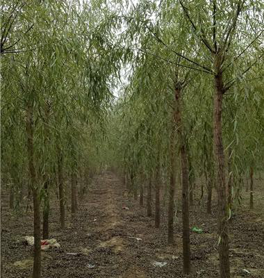 种树生根剂在哪里买，1000棵金叶复叶槭多亏快活林救活了