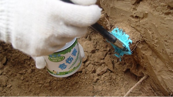 树根埋在土里还可以用树木伤口愈合剂不能