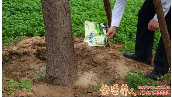 移栽树木生根粉是什么，怎么用效果好浇多了会烧根吗