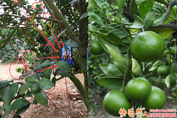 快活林柑橘树养护