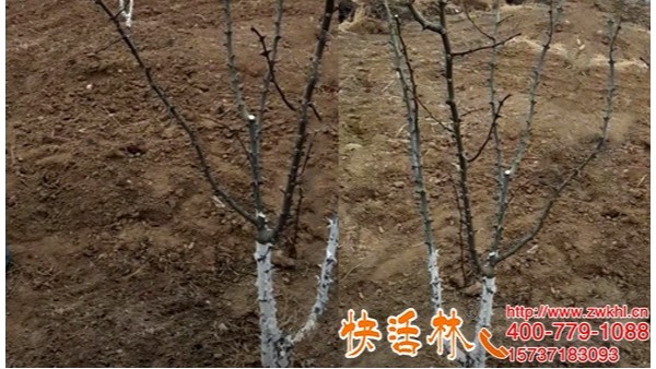 四川成都宋经理花椒园用快活林树木用涂白剂清园防护