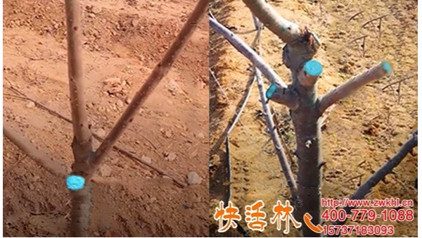 辽宁锦州用快活林果树伤口愈合剂保护樱桃树只恨知道的晚
