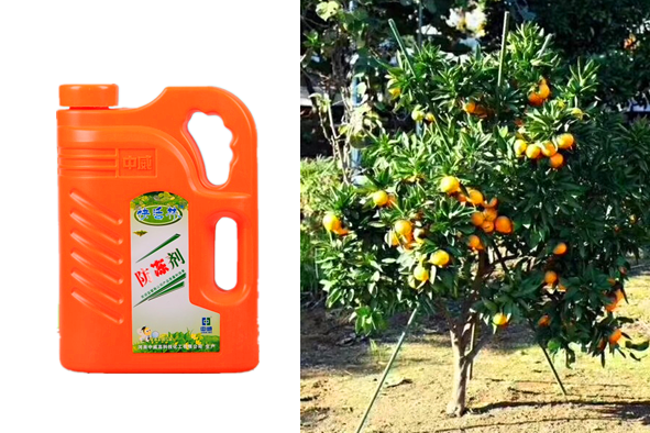 贵州山地柑橘防寒用果树防冻剂，不受冻产量还高了