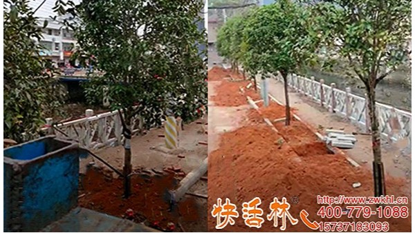 江苏盐城杨经理绿化工程用快活林大树移栽生根液促根改土